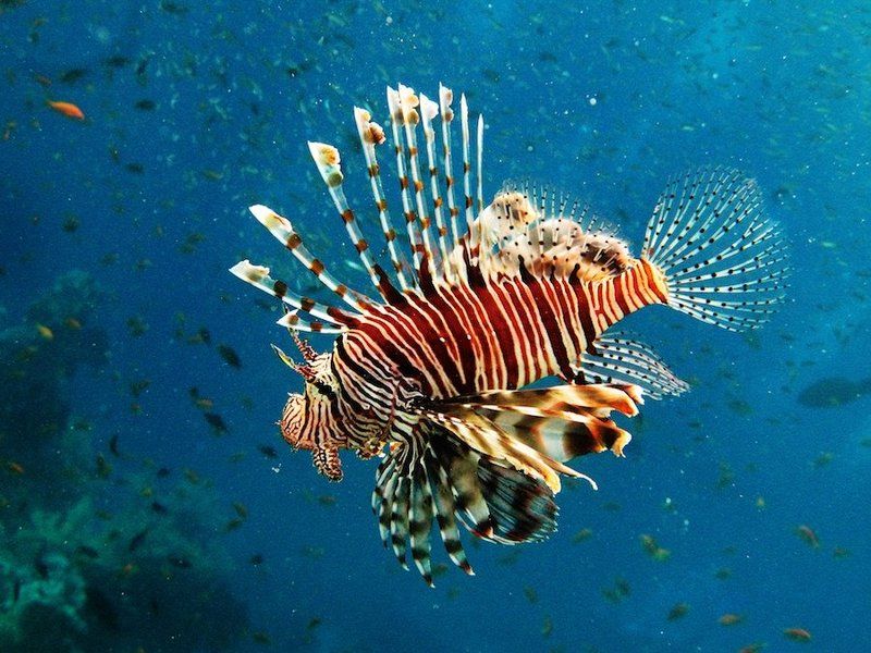 фото превью