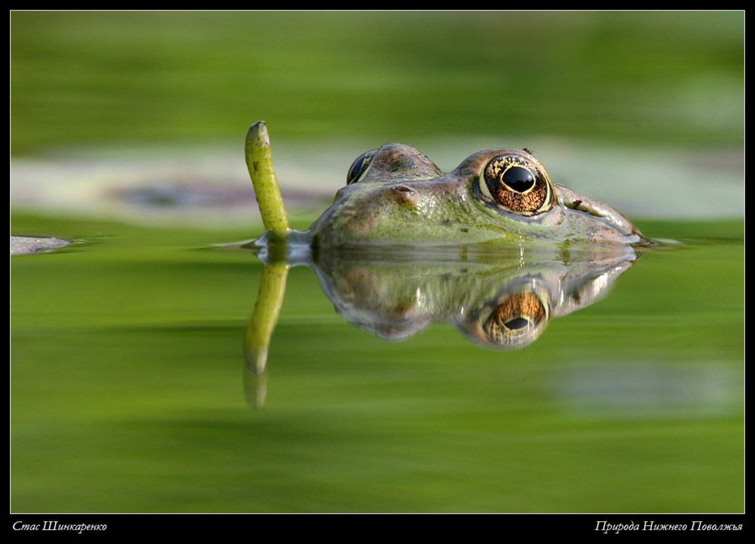 , Стас Шинкаренко