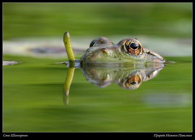 С трубкой нырять лучше фото превью