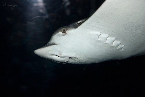 улыбка жителя моря