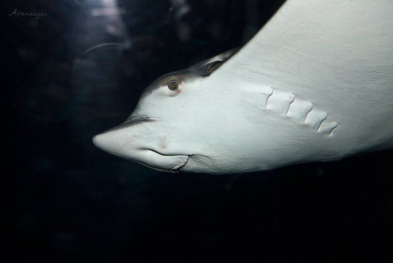 скат, бангкок, океанариум улыбка жителя моря фото превью