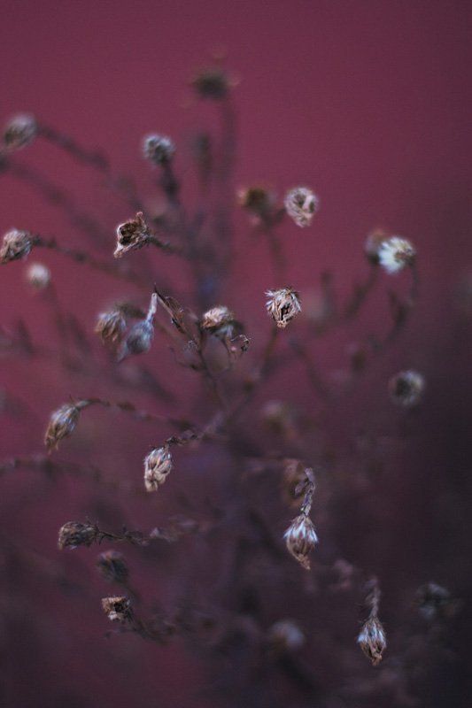 хищники фото превью