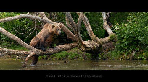 Красотка с Курильского озера