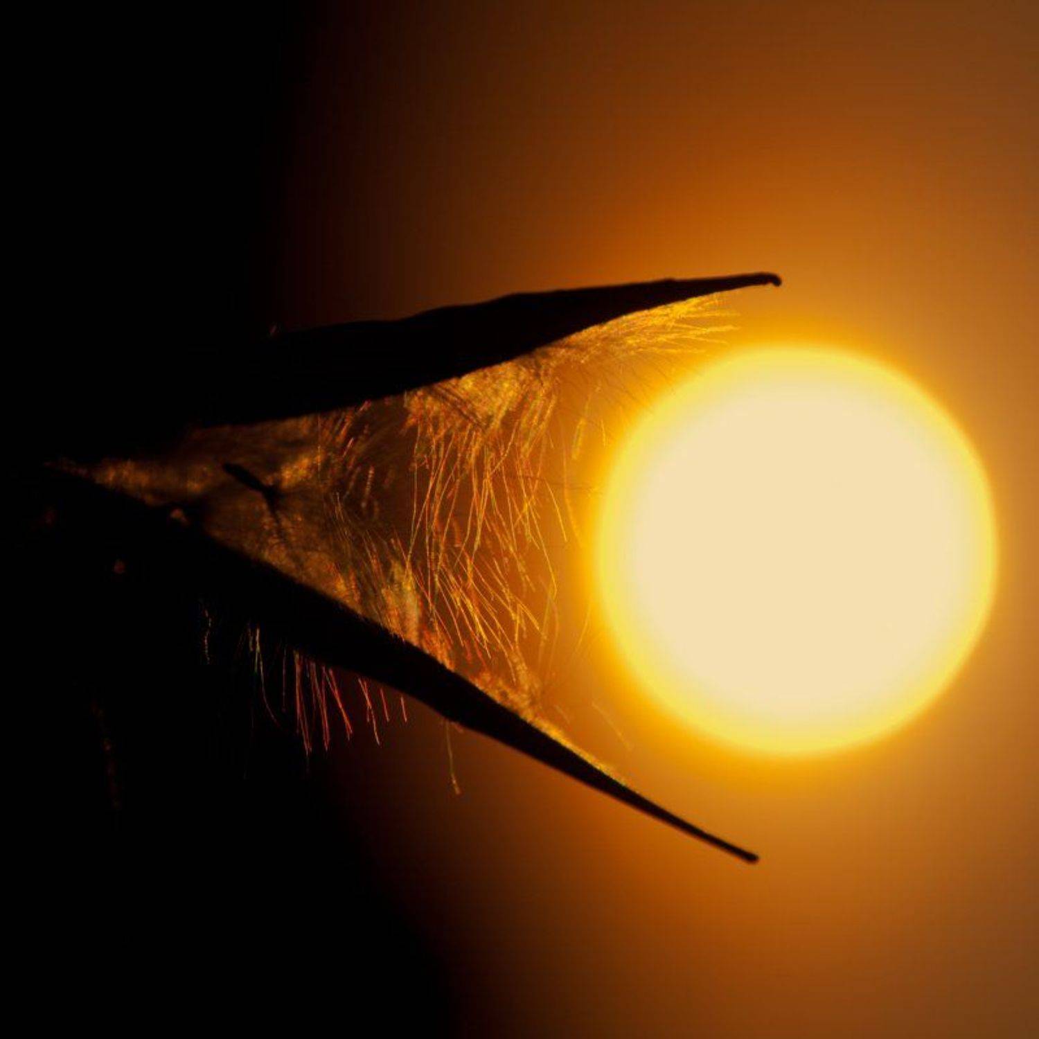 солнце, закат, Татьяна Аверина