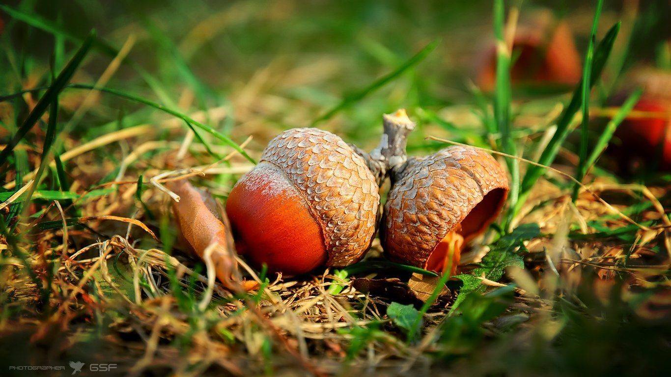 желуди, макро, осень, природа, Serj Master