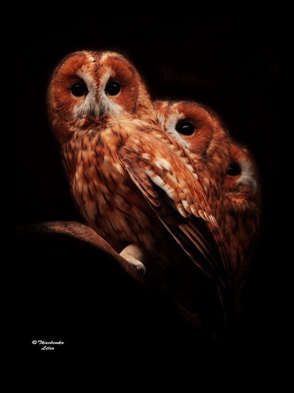 Неясыти фото превью