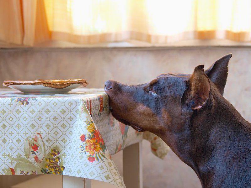 Масленица фото превью