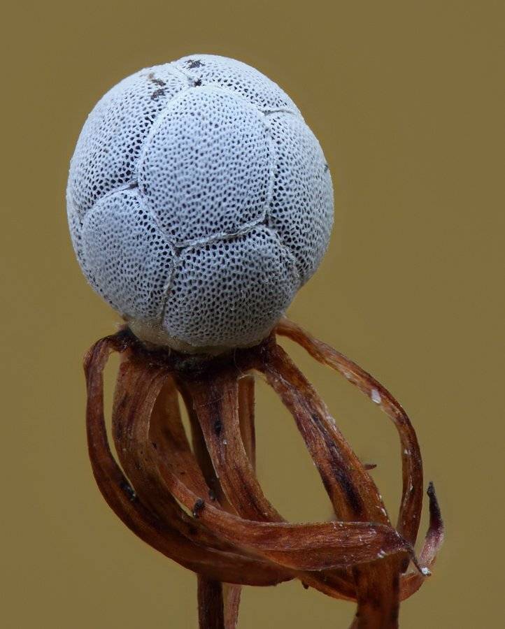 седмичник, европейский, Сергей Таланов