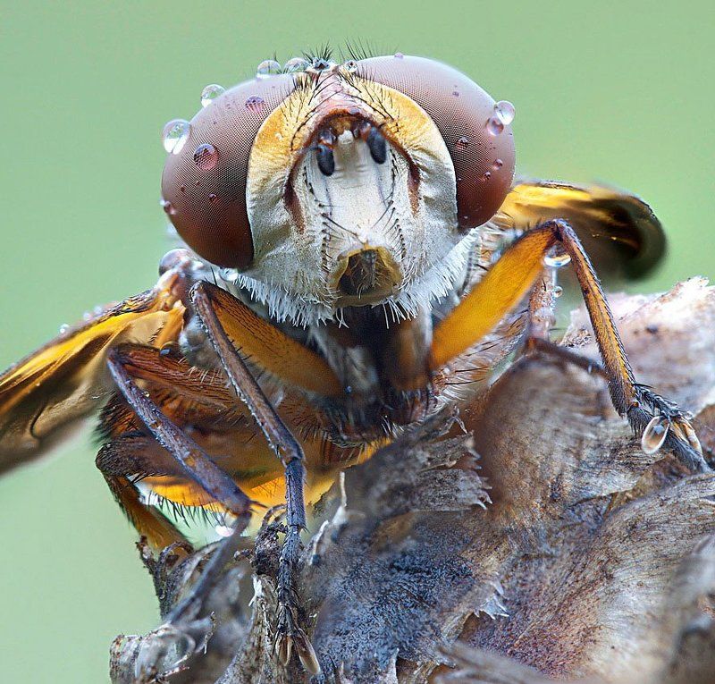 портрет... фото превью