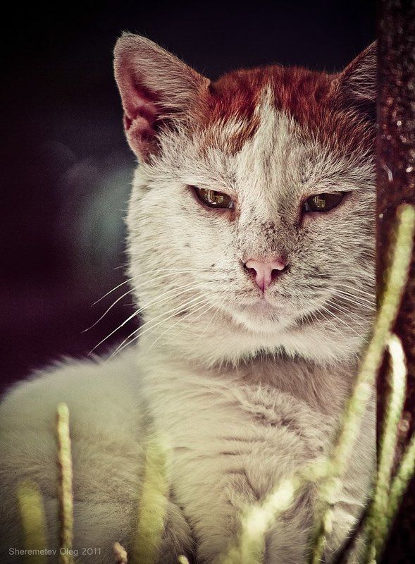 Старый котэ фото превью