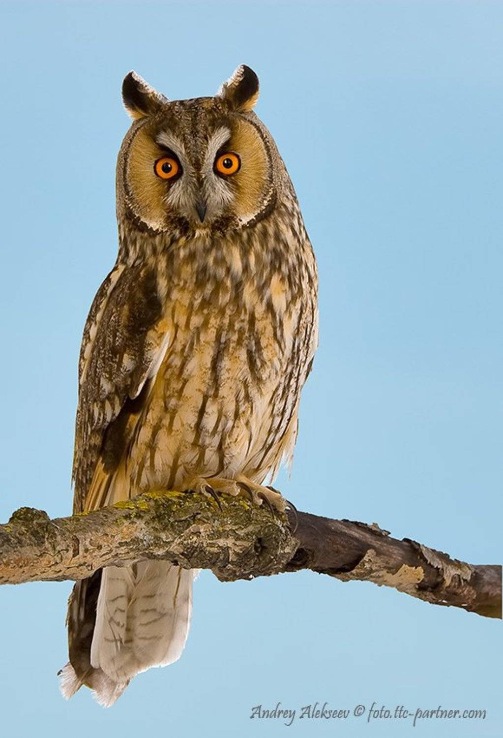 ушастая сова, фотоохота, Андрей Алексеев