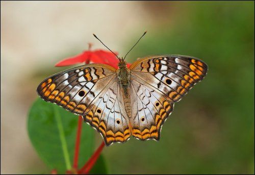 White Peacock (Anartia jatrophae)