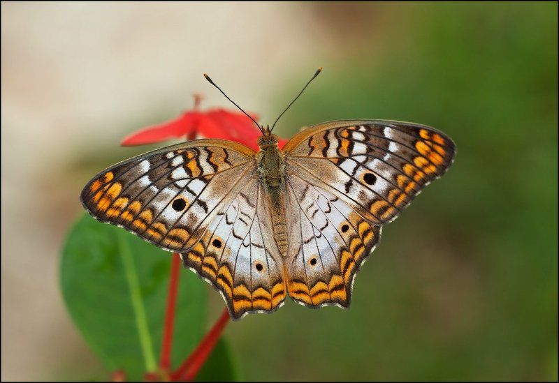 макро, бабочка White Peacock (Anartia jatrophae) фото превью