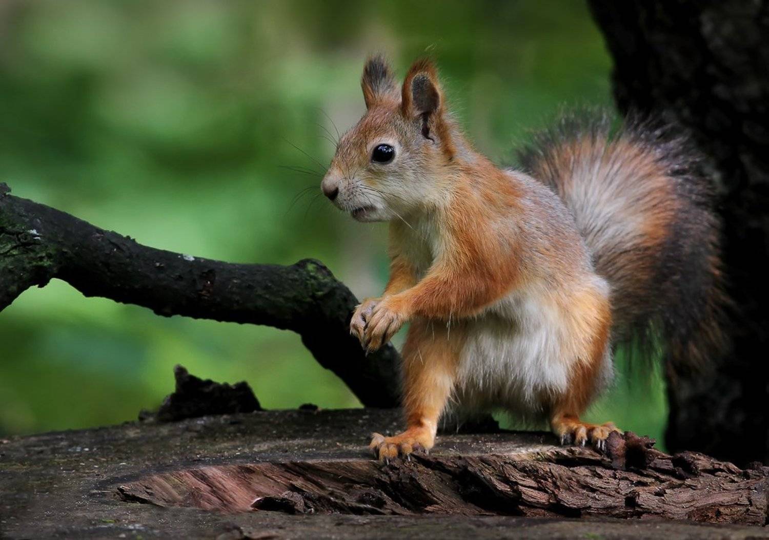 , Зоя Лаптева