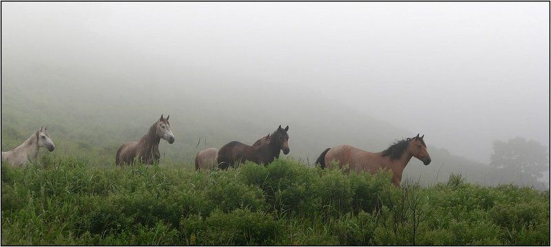 ходят кони над рекою.. фото превью