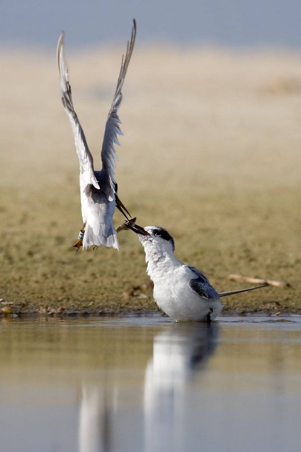малая, крачка, кормление, Alena