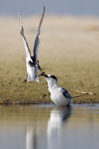 рыбка прилетела