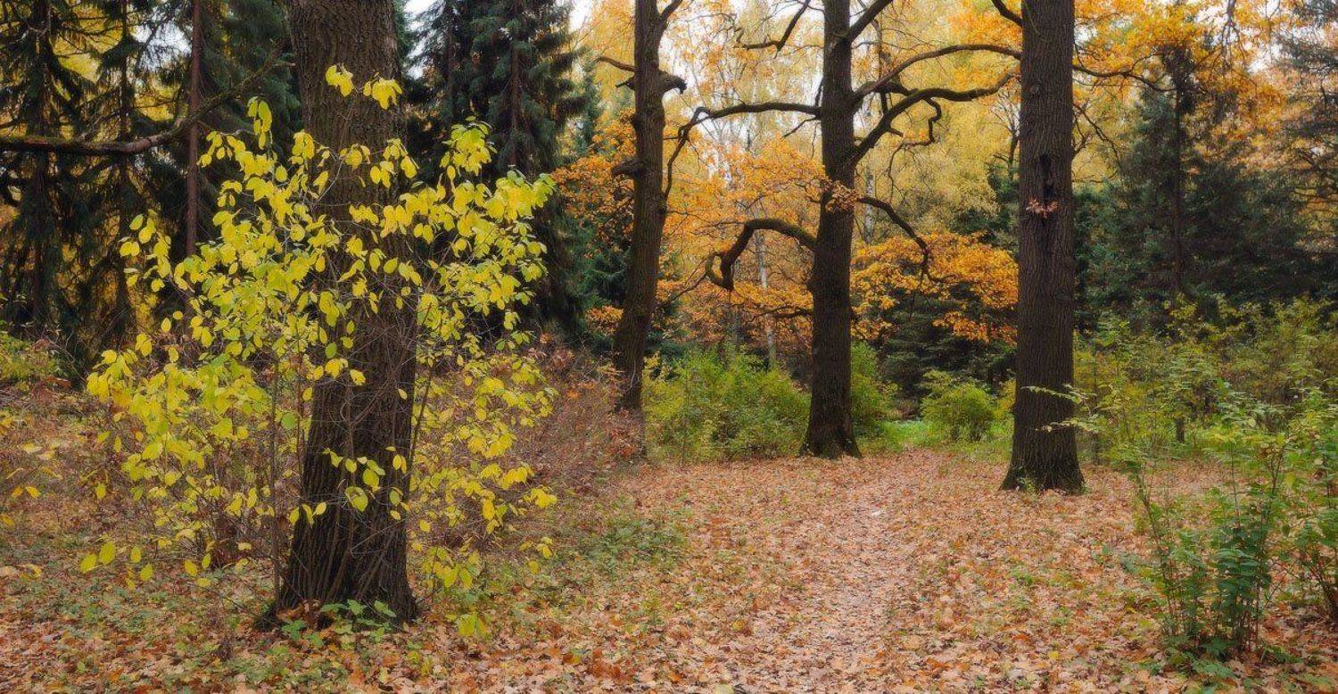 , Сергей Седов