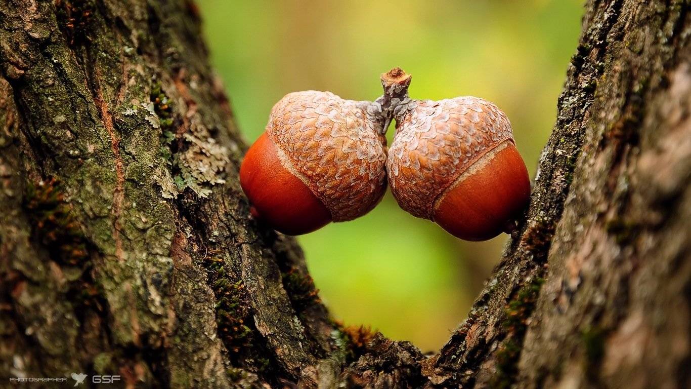 осень, желуди, дерево, природа, макро, Serj Master
