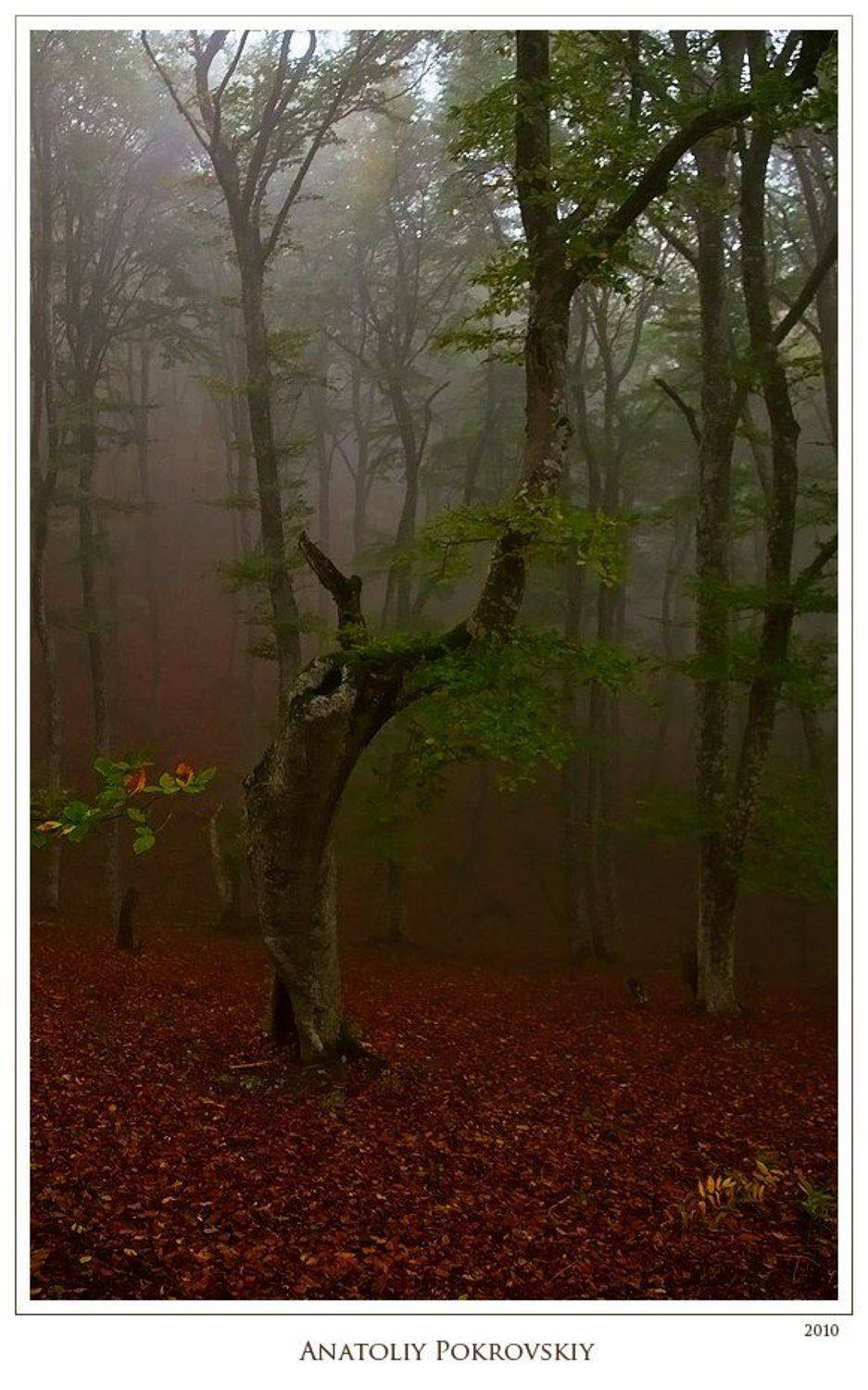 анатолий покровский, лес, дерево, бук, туман, демерджи, Анатолий Покровский
