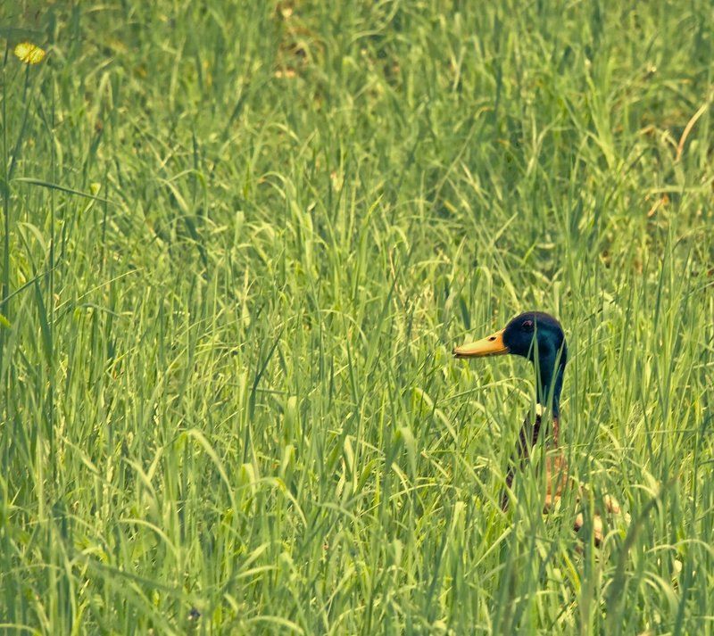 В засаде фото превью