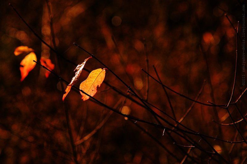 Октябрьская фото превью