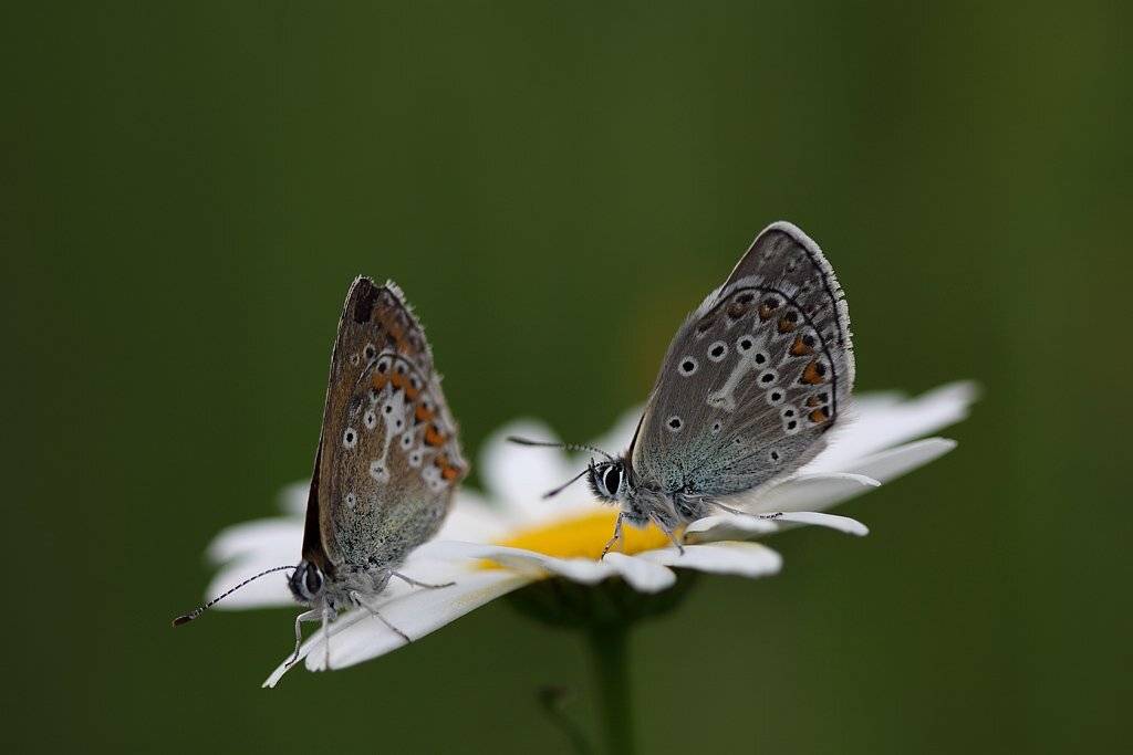 , Сергей Таланов