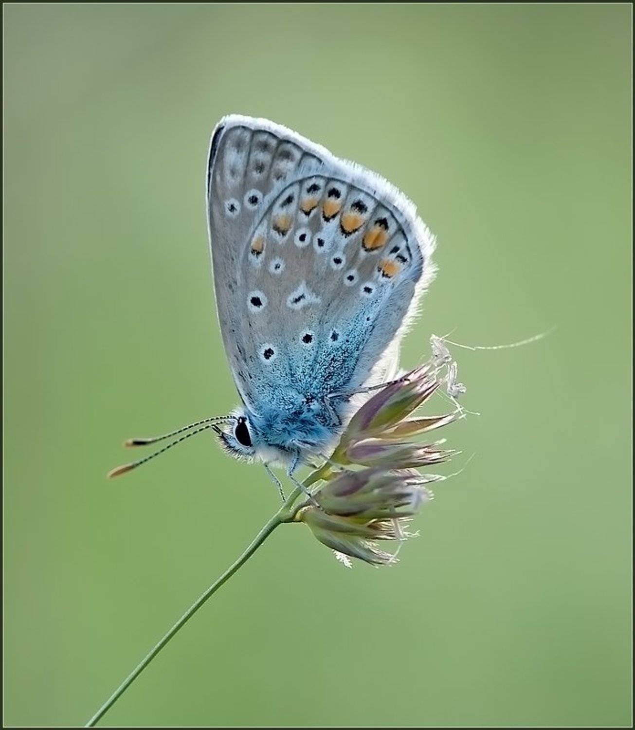макро,бабочка,, Евгений Кирилкин.