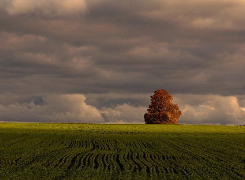 Озимые... фото превью