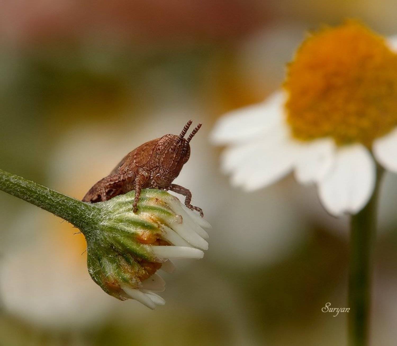 кунечик, ромашка, лето, Олег Сурьянинов