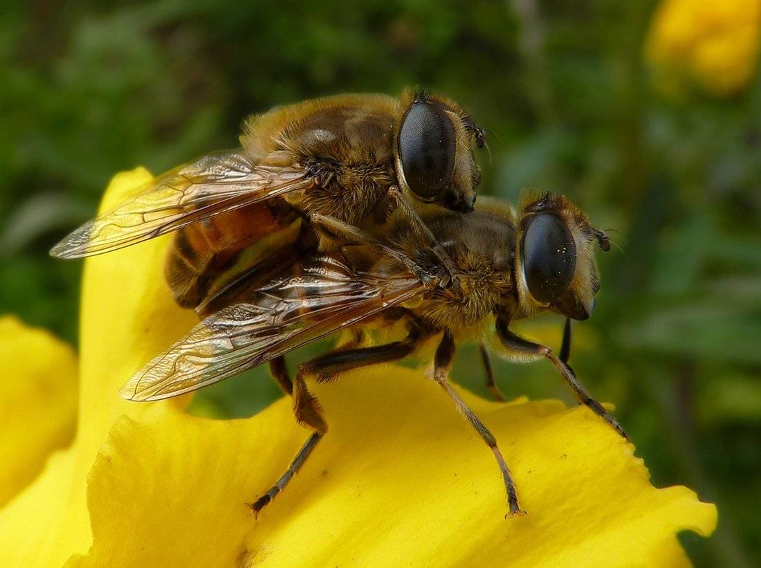 макро, Ольга Хлуднева