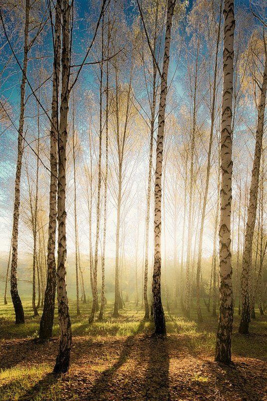 Березовый туман фото превью