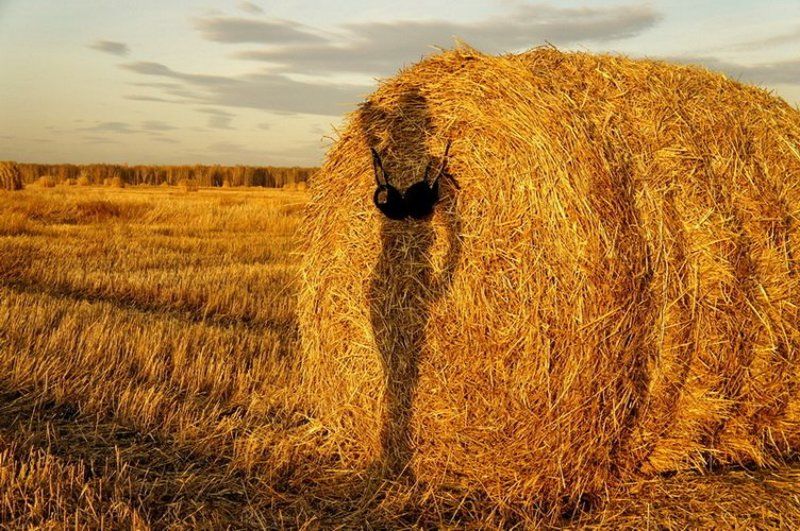 Эротика поля... фото превью