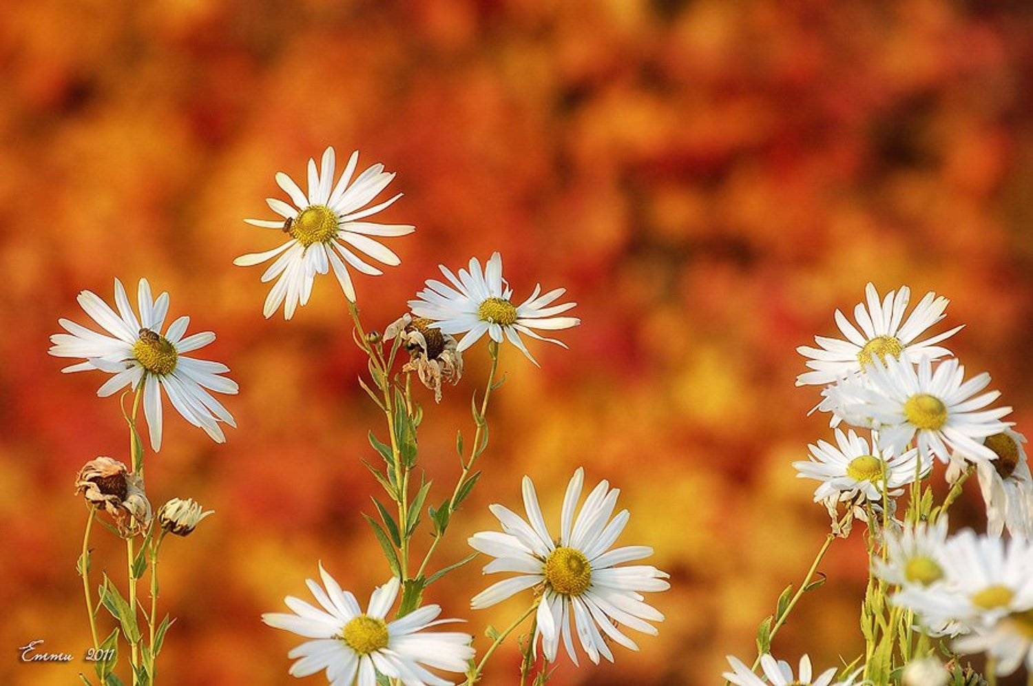 цветы, природа, зарисовка, осень, етти