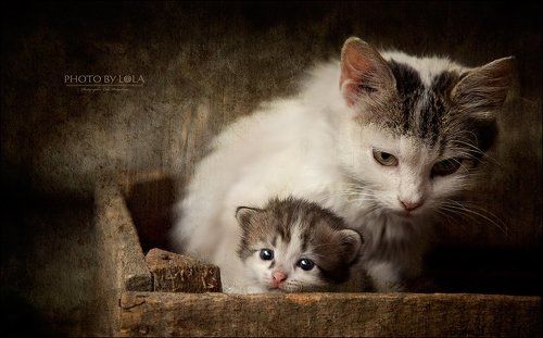 кошки в лукошке