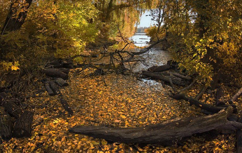 В осенних дебрях... фото превью