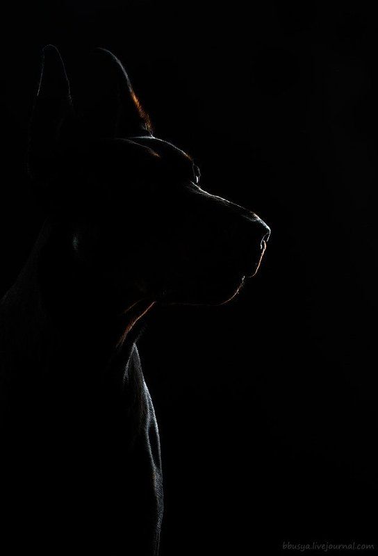 доберман выходит из тени фото превью