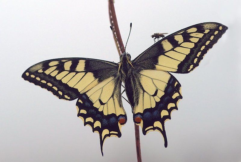 безбилетный пассажир фото превью