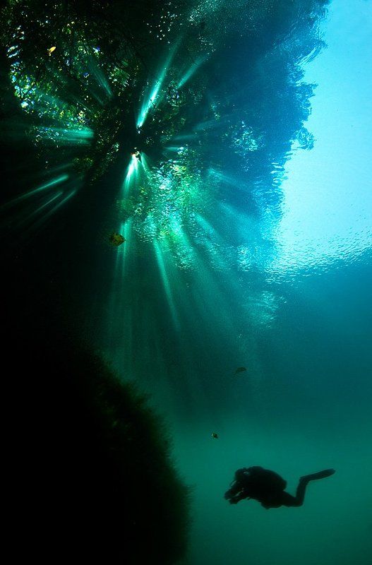 Священное дерево фото превью