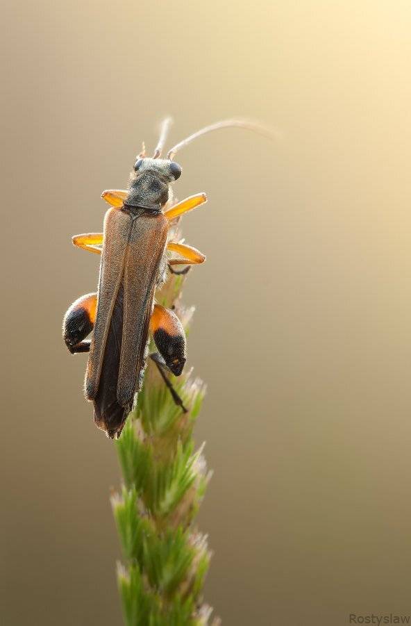 ростислав, макро, 100мм, Ростислав