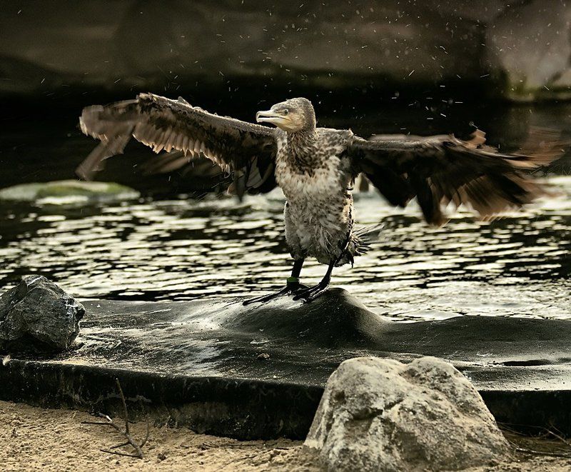 вот такую рыбу поймал вчера ... фото превью