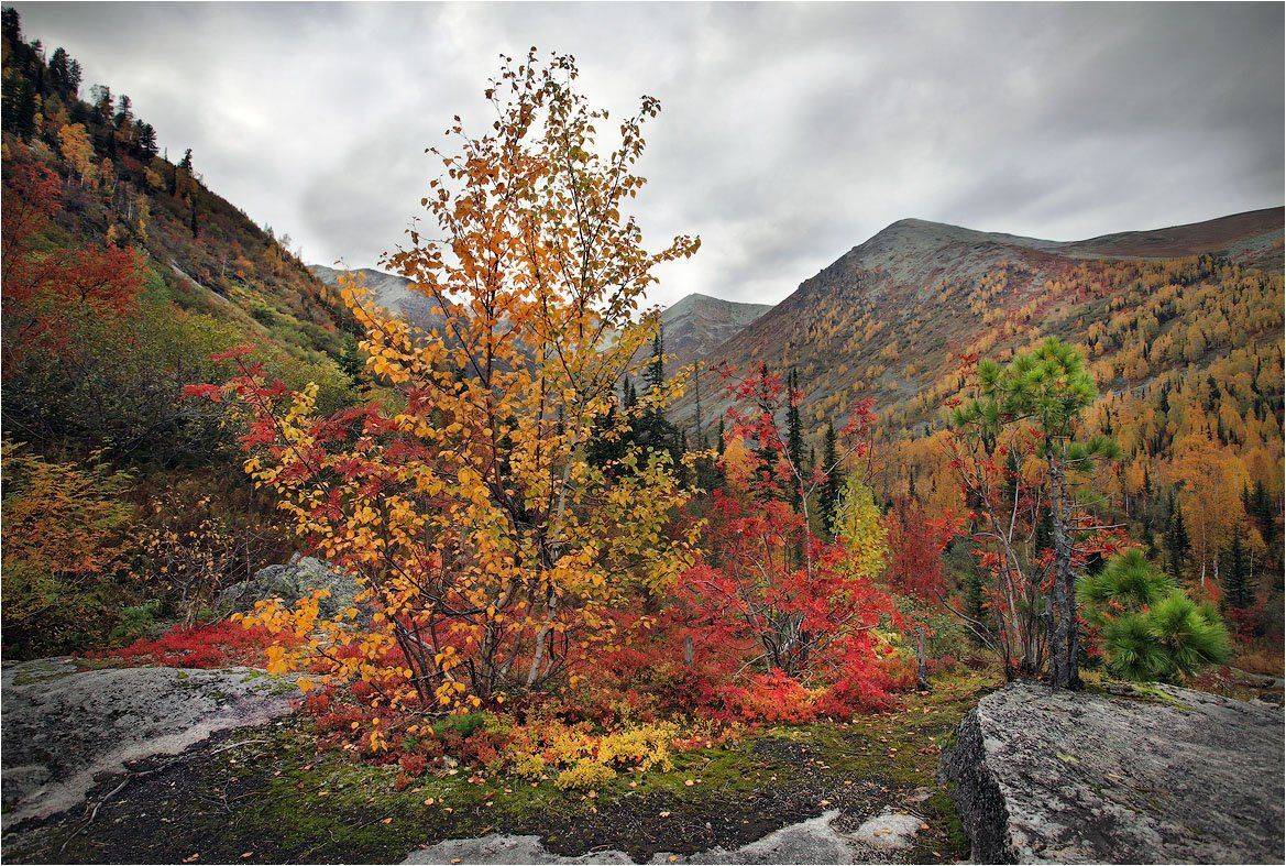 поднебесные, зубья, Александр Устинович