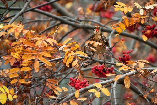 Дрозды прилетели