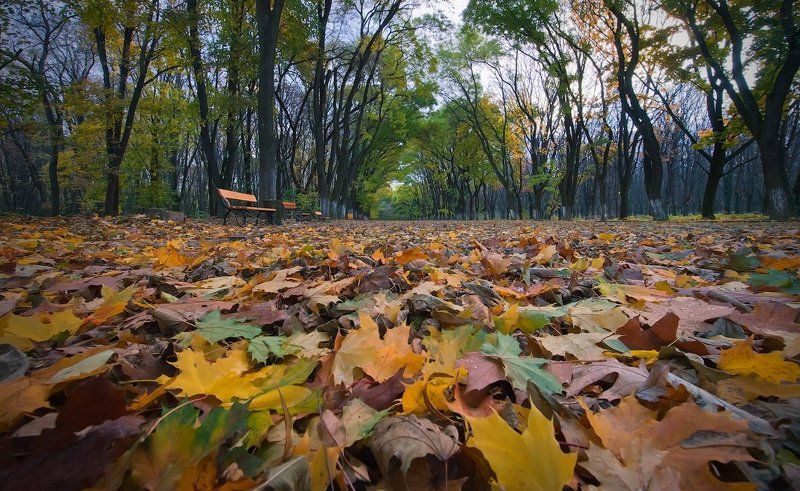 На ковре из желтых листьев... фото превью
