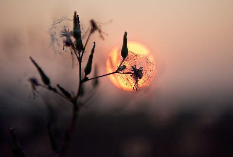 Личный взгляд на солнце. фото превью