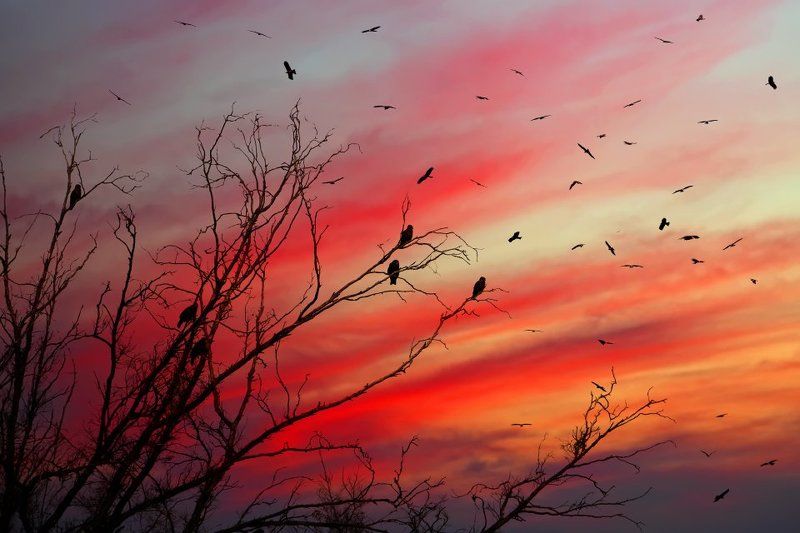 коршун, птица, закат \