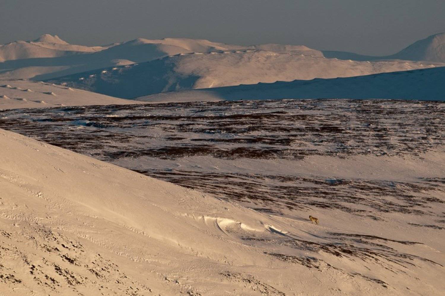 полярный, волк, Иван Кислов