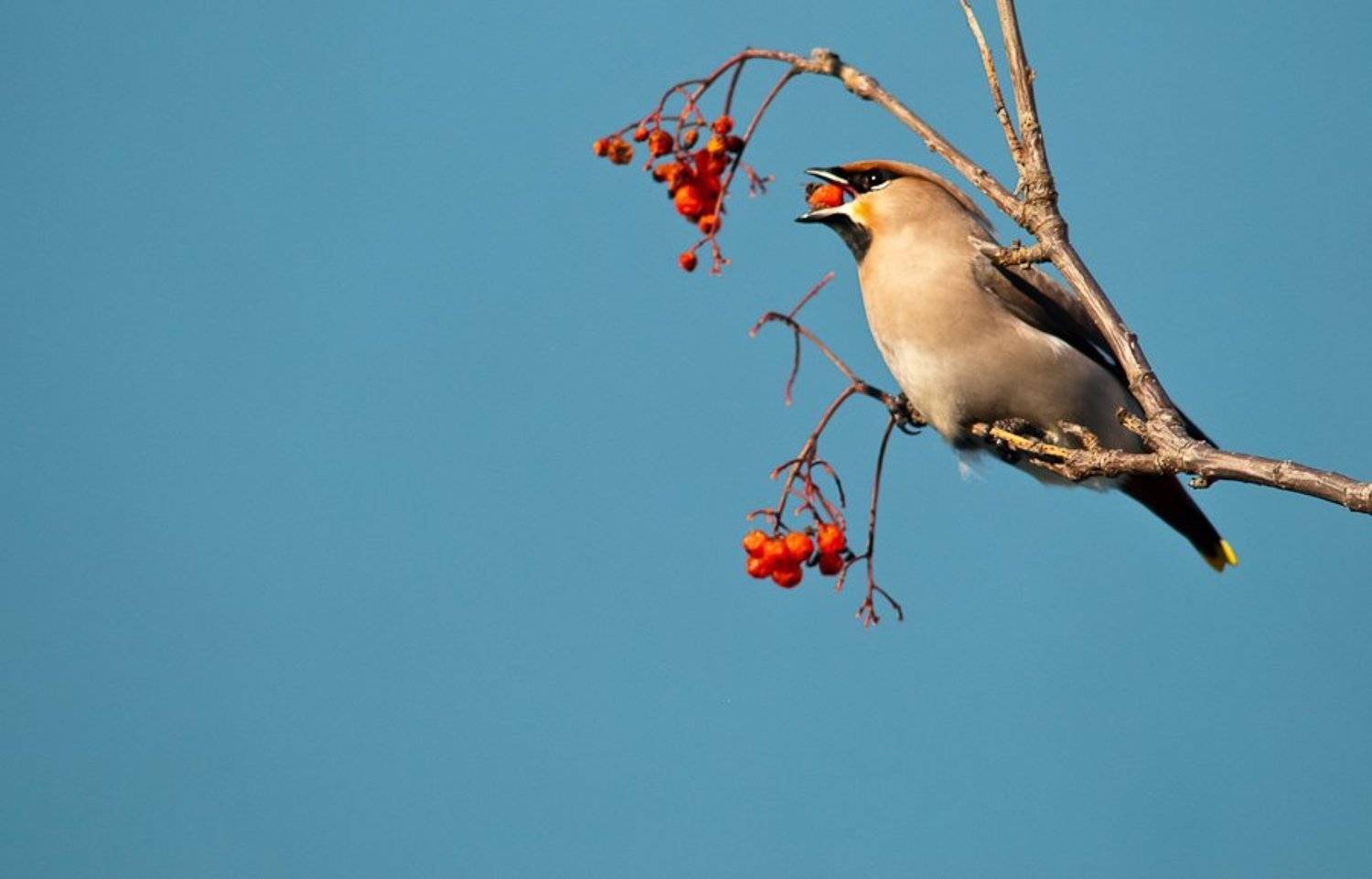 свиристель, Иван Кислов