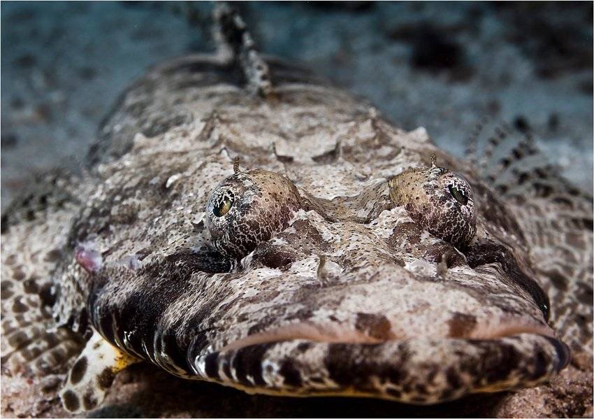 , Олег Федин