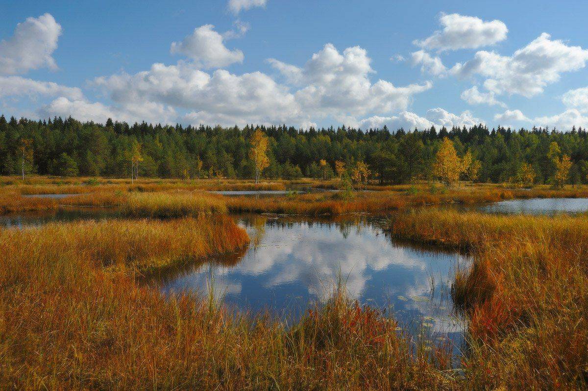 , Сергей Седов
